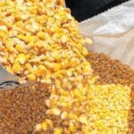 O milho e o feijão foram os protagonistas da agropecuária cearense, puxando o PIB para cima