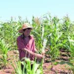 agropecuária do Ceará ganhou protagonismo