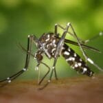 O mosquito Aedes aegypti causa arboviroses como dengue, zika e chikungunya.