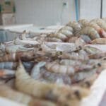 Com cerca de 60% da produção de camarão brasileira, Ceará registra crescimento de pequenos e micro produtores