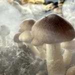 A Nova Zelândia aprovou o uso medicinal da psilocibina, o composto psicodélico presente em "cogumelos mágicos"