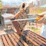 Mel cearense conquista Estados Unidos