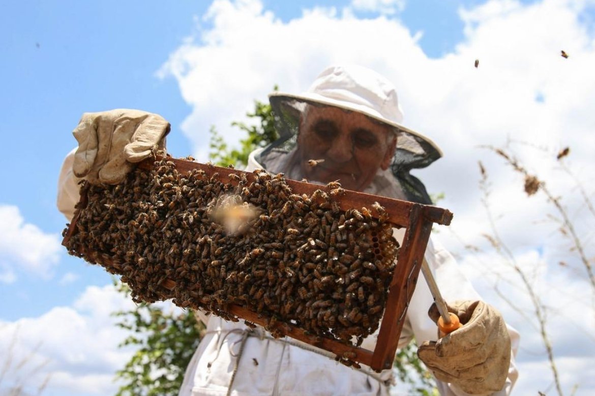 Governo do Ceará oficializa compra de 170 toneladas de mel contra tarifaço de Trump
