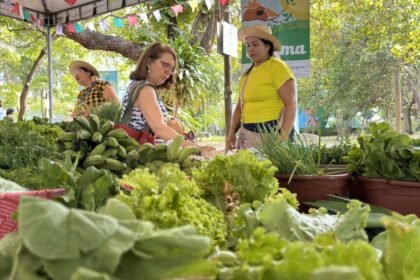 Feira Agroecológica do Cocó promove edição especial de Natal neste sábado (20)