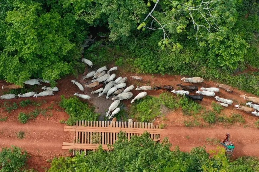 Funai pede apoio da Polícia Federal para apurar emboscada durante operação no Pará