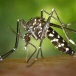 Close do mosquito Aedes aegypti sugando sangue da pele humana; inseto é o principal transmissor da dengue no Brasil.
