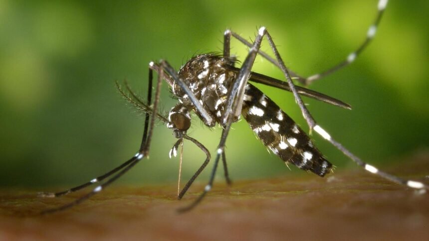 Close do mosquito Aedes aegypti sugando sangue da pele humana; inseto é o principal transmissor da dengue no Brasil.