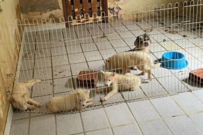 Cães mantidos em espaço improvisado e cercado, sobre piso sujo, com poucos recipientes de água e comida, em ambiente degradado dentro de imóvel em Brejo Santo.