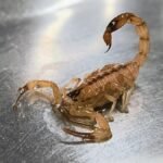 Escorpião-amarelo-do-Nordeste (Tityus stigmurus) sobre superfície metálica, com cauda arqueada e ferrão em destaque.