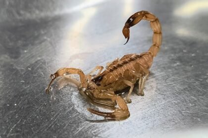 Escorpião-amarelo-do-Nordeste (Tityus stigmurus) sobre superfície metálica, com cauda arqueada e ferrão em destaque.