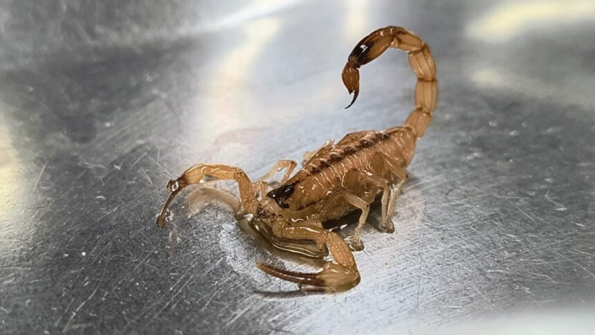 Escorpião-amarelo-do-Nordeste (Tityus stigmurus) sobre superfície metálica, com cauda arqueada e ferrão em destaque.