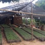 Plantação de maconha foi encontrada no município de Redenção, no interior do Ceará.