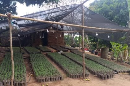 Plantação de maconha foi encontrada no município de Redenção, no interior do Ceará.