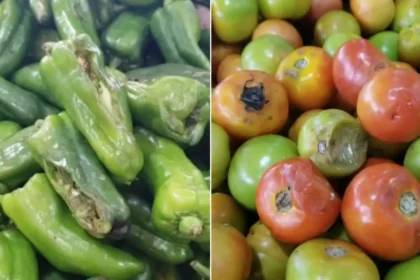 Fiscalização do Procon Fortaleza em unidade da rede Frangolândia após denúncias de venda de alimentos impróprios para consumo.