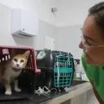 Gato em caixa de transporte durante preparação para mutirão gratuito de castração em Fortaleza.