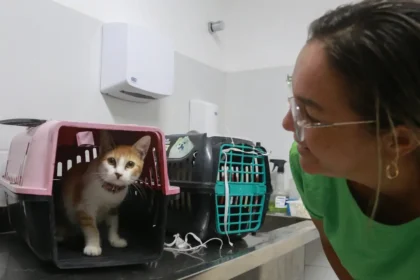 Gato em caixa de transporte durante preparação para mutirão gratuito de castração em Fortaleza.