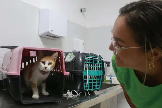 Gato em caixa de transporte durante preparação para mutirão gratuito de castração em Fortaleza.
