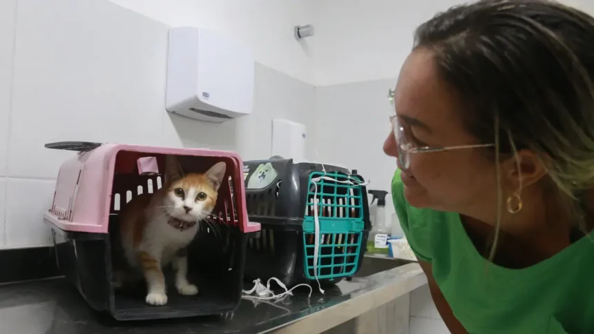 Gato em caixa de transporte durante preparação para mutirão gratuito de castração em Fortaleza.