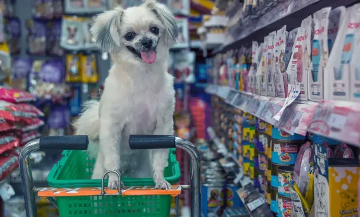 Cachorro em carrinho dentro de pet shop com prateleiras de produtos ao fundo, representando o crescimento do mercado pet no Brasil.